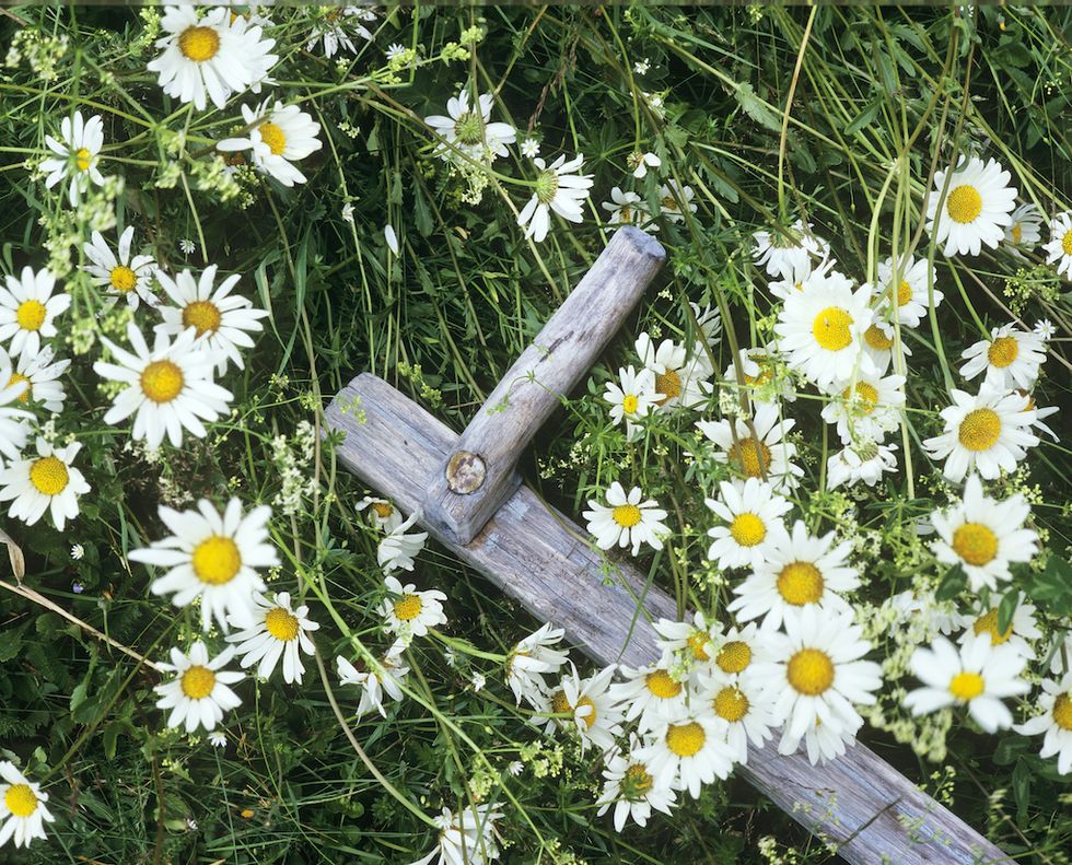 Skapa din egen blomsteräng – så gör du
