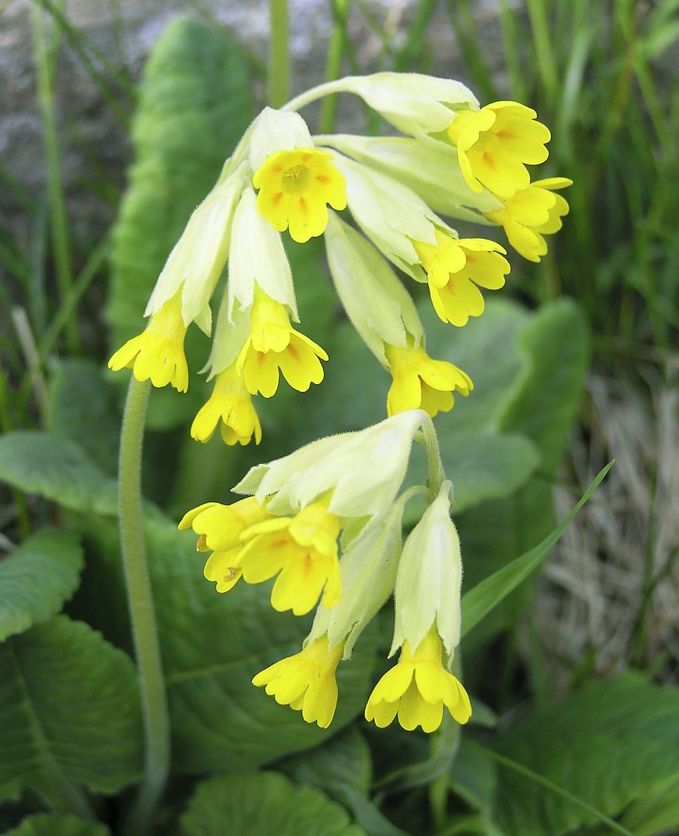 Skapa din egen blomsteräng – så gör du