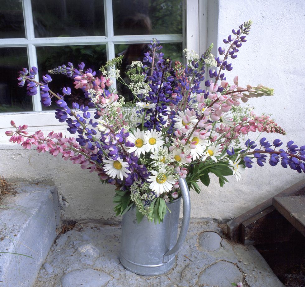 Skapa din egen blomsteräng – så gör du