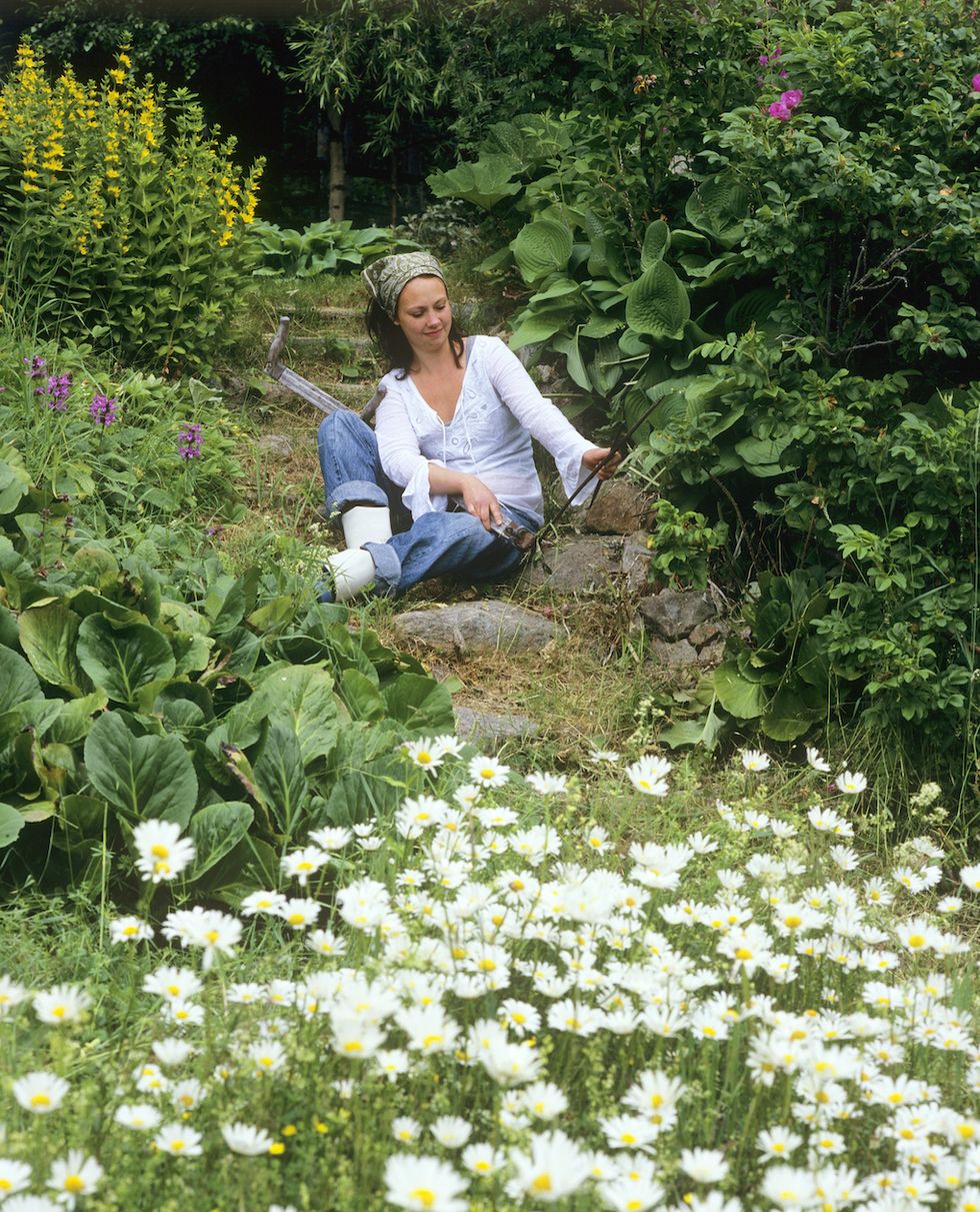 Skapa din egen blomsteräng – så gör du