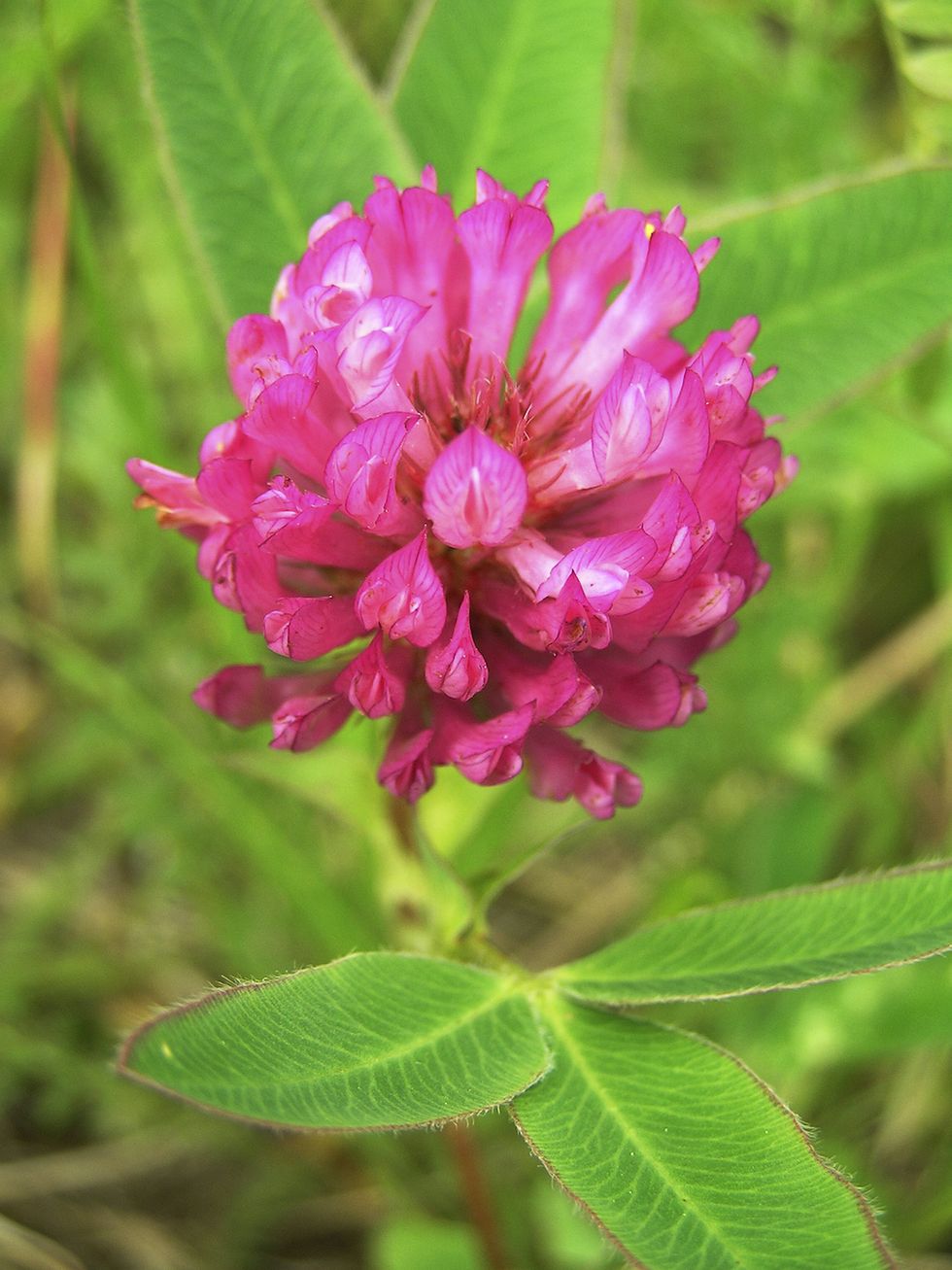 Skapa din egen blomsteräng – så gör du