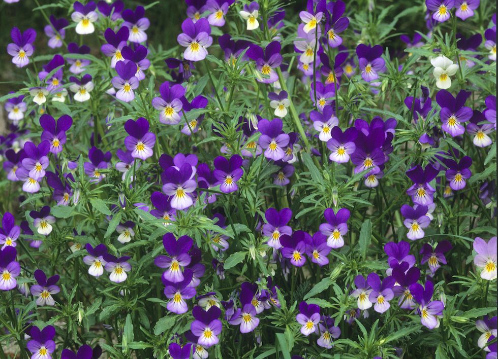 Skapa din egen blomsteräng – så gör du