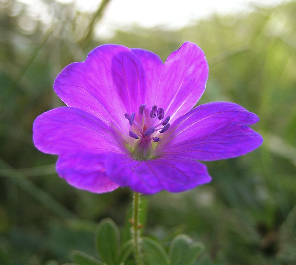 Skapa din egen blomsteräng – så gör du