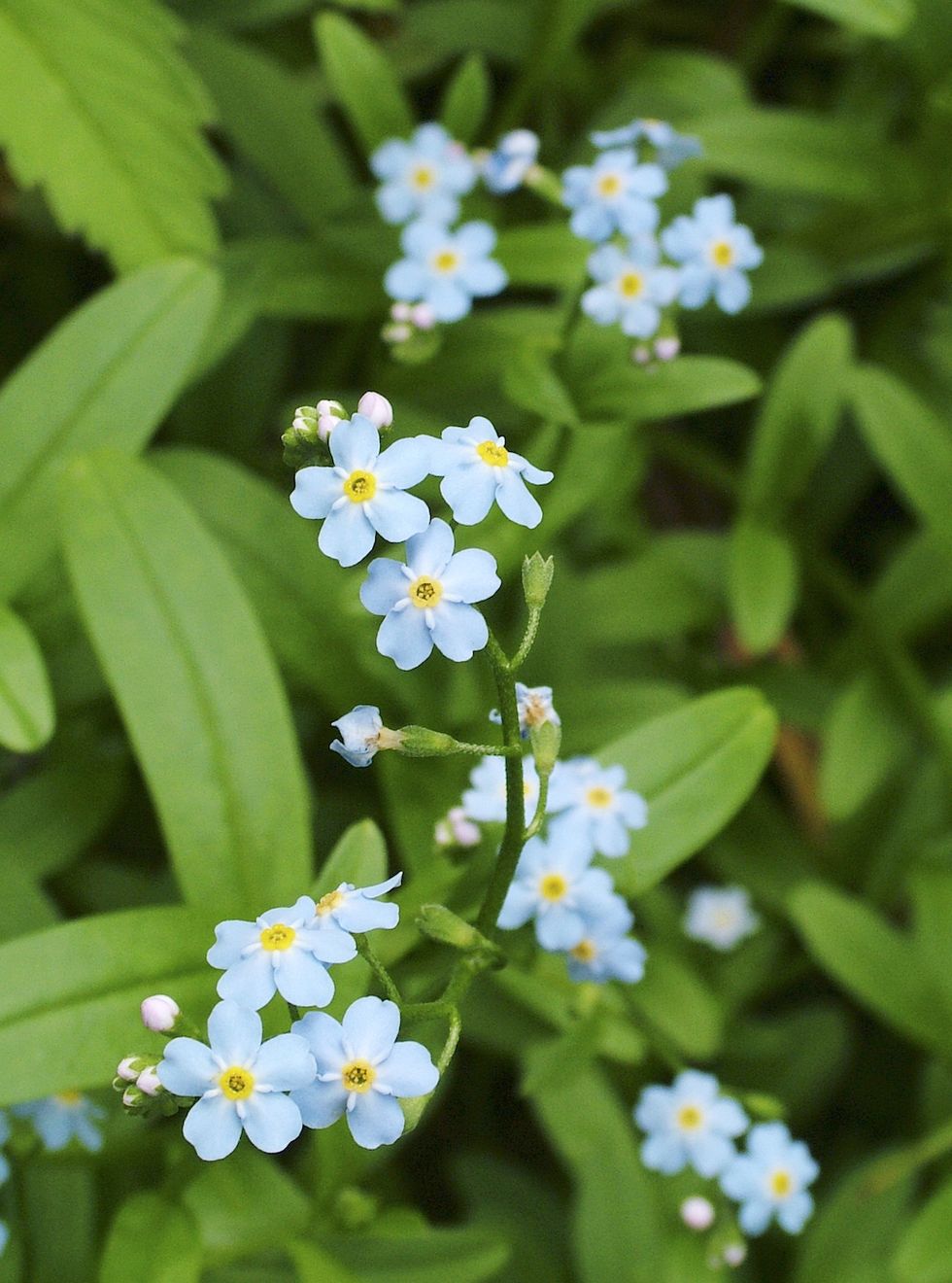 Skapa din egen blomsteräng – så gör du
