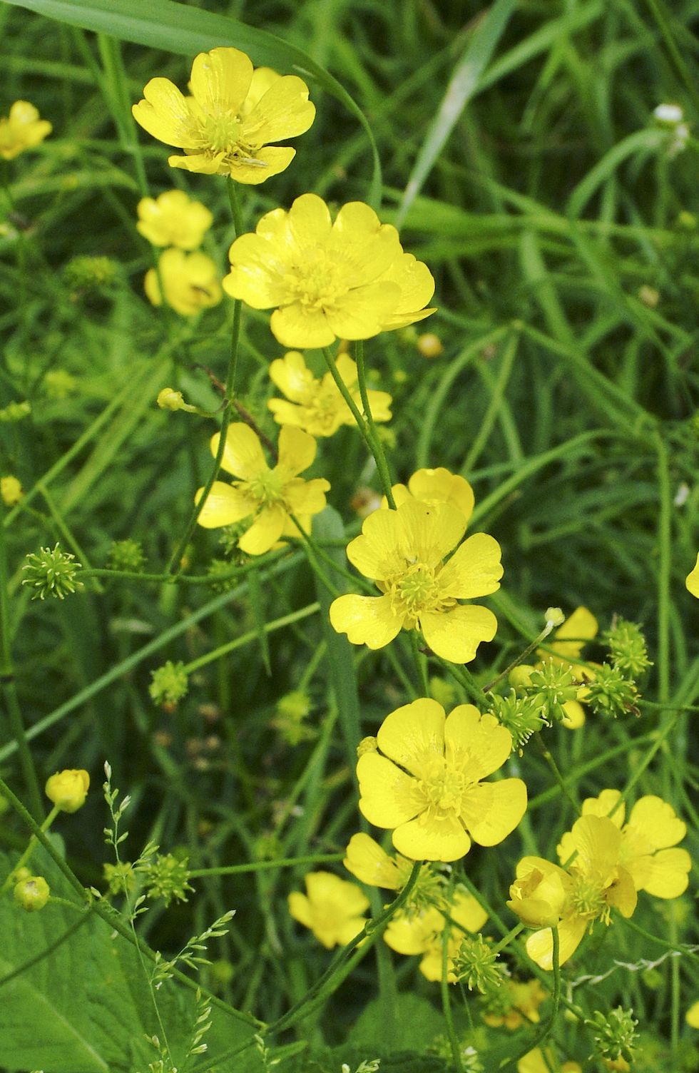 Skapa din egen blomsteräng – så gör du