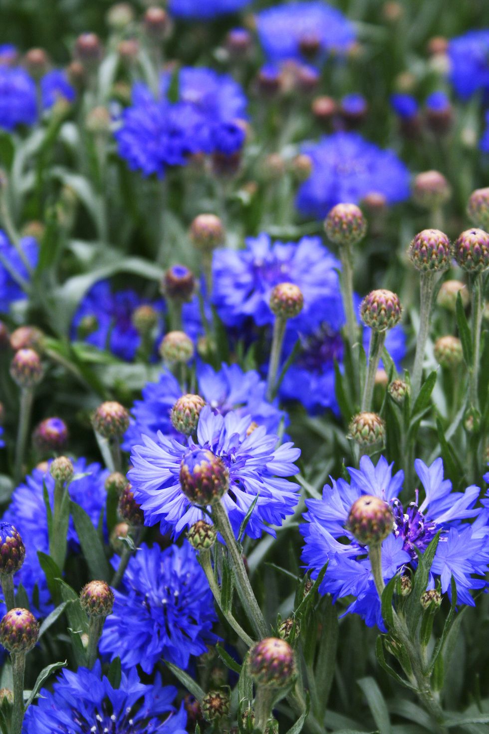 Skapa din egen blomsteräng – så gör du