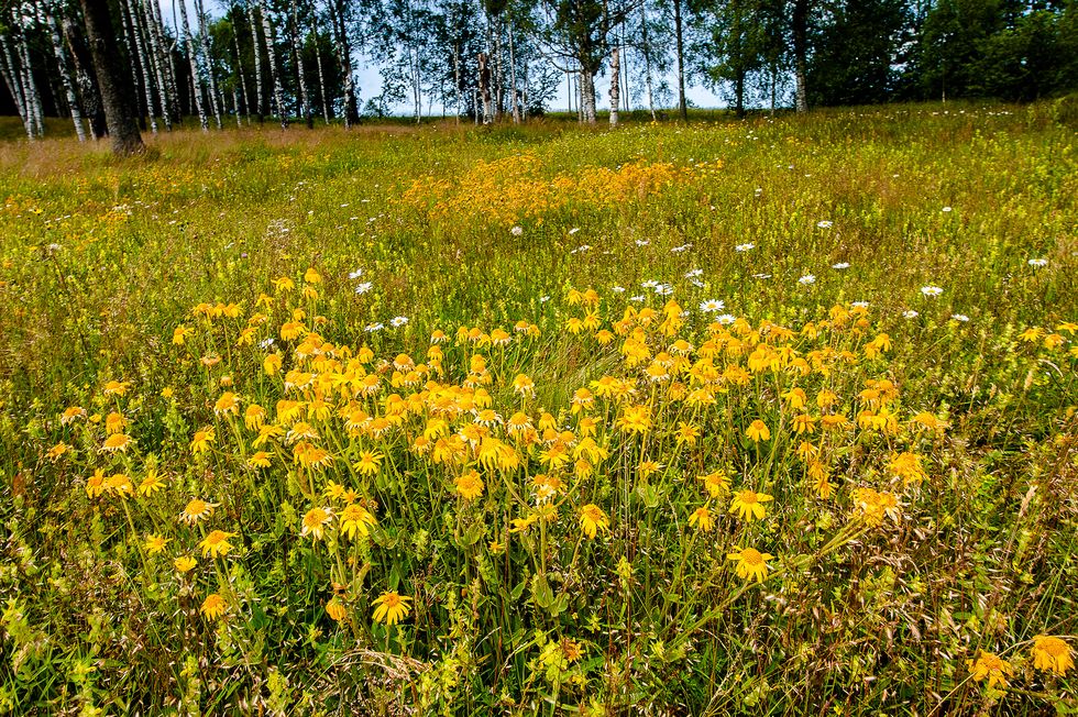 Ta vara på vägrenens alla blommor!