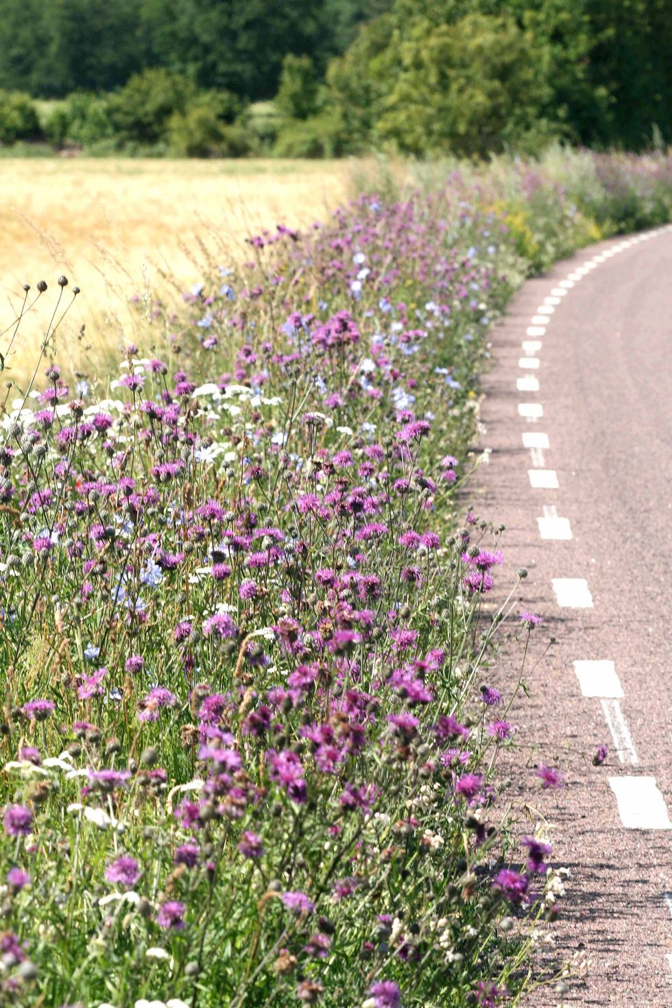 Ta vara på vägrenens alla blommor!