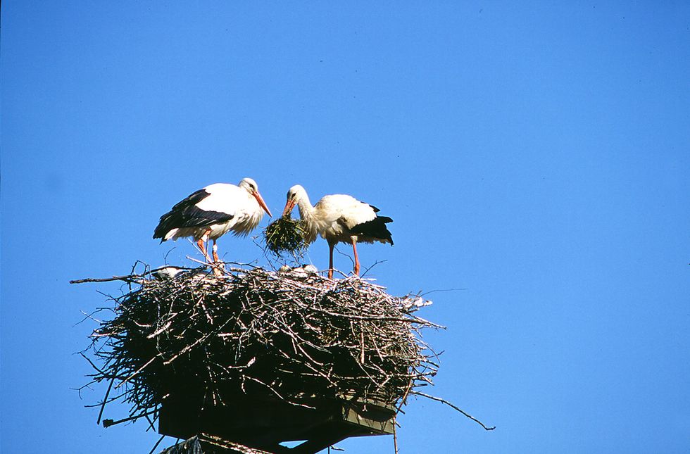 Vilken lycka att få se den svarta storken!