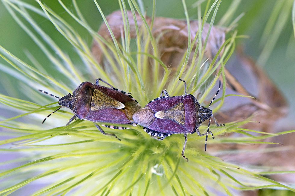 Miljoners biljoner viktiga insekter