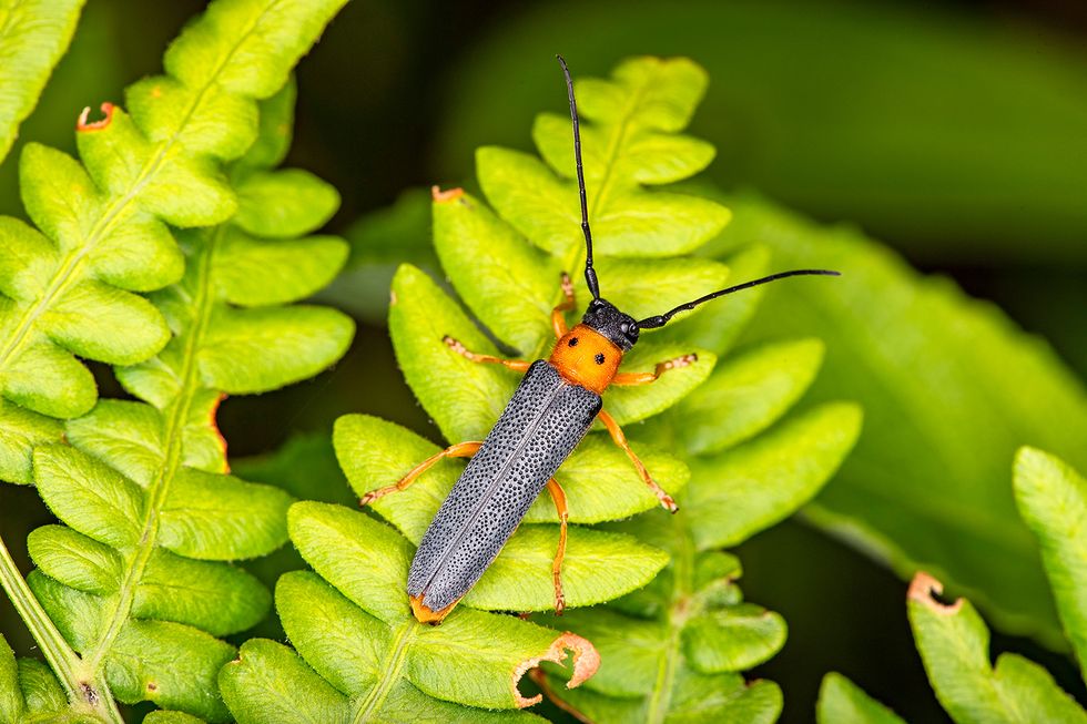 Miljoners biljoner viktiga insekter