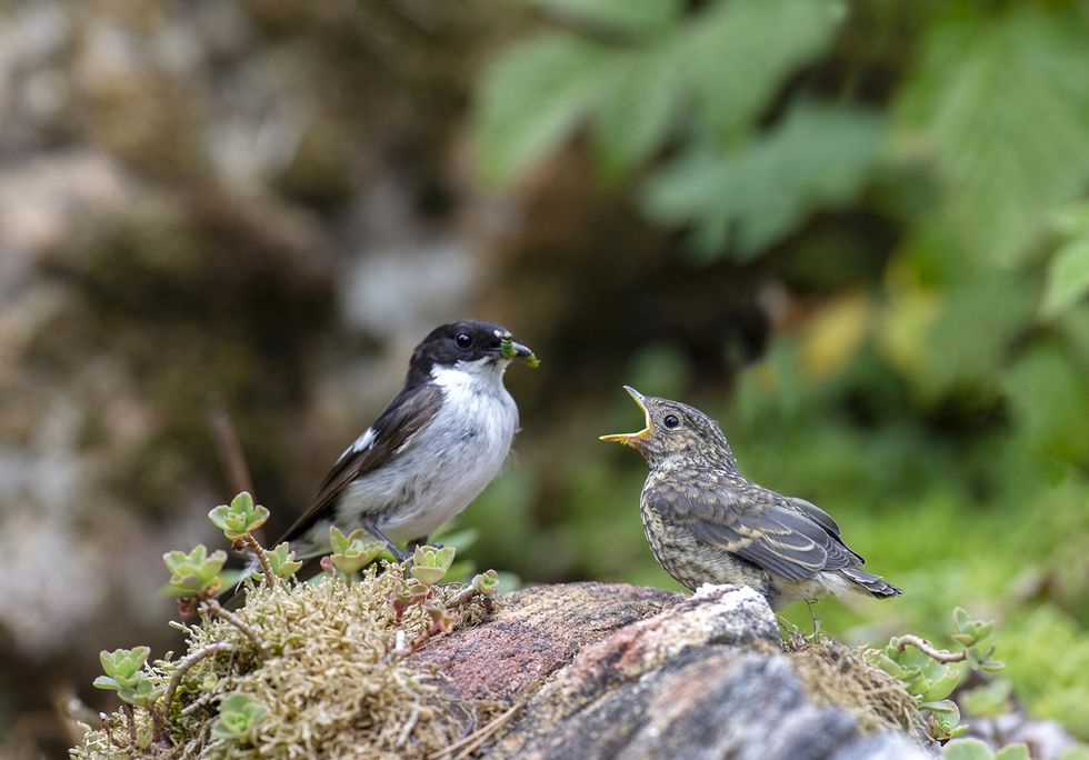 Miljoners biljoner viktiga insekter