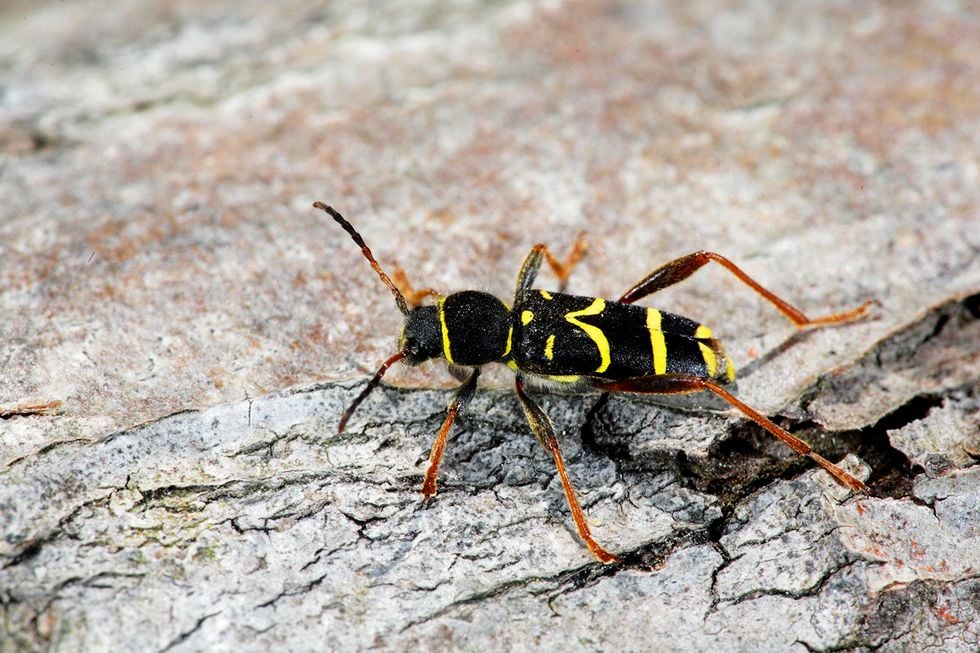 Insekter och blommor som luras!