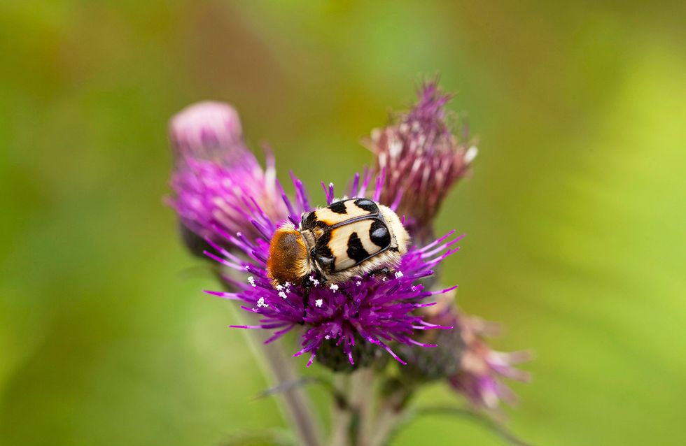Insekter och blommor som luras!