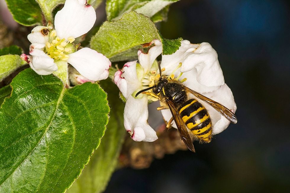 Insekter och blommor som luras!