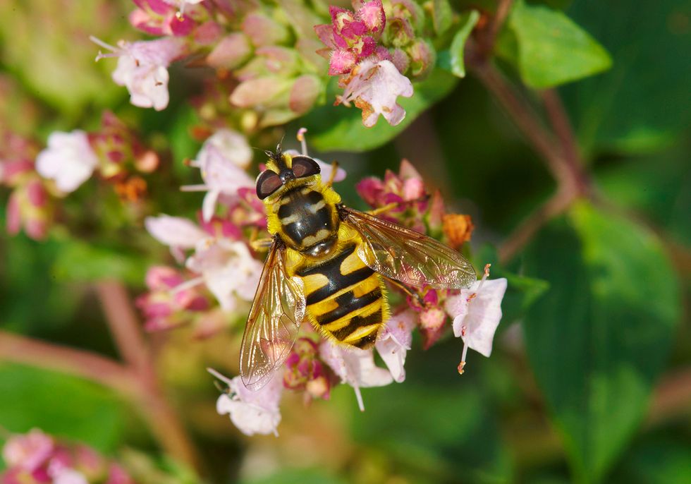 Insekter och blommor som luras!