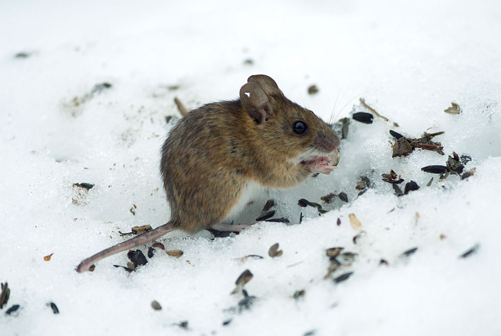Det som göms i snö ...