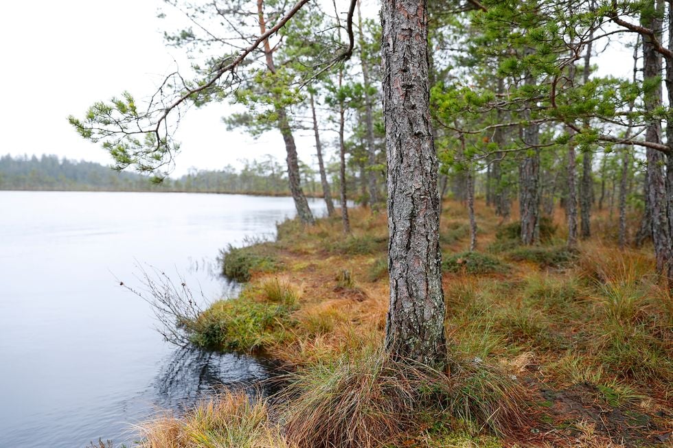 Ta en promenad i Vintersverige!