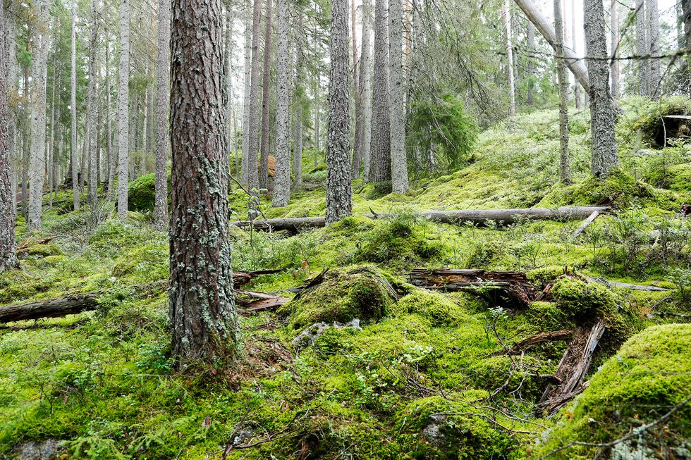 Ta en promenad i Vintersverige!