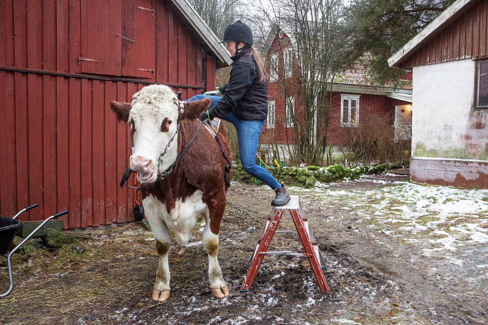 Att rida på en oxe är inget hästjobb