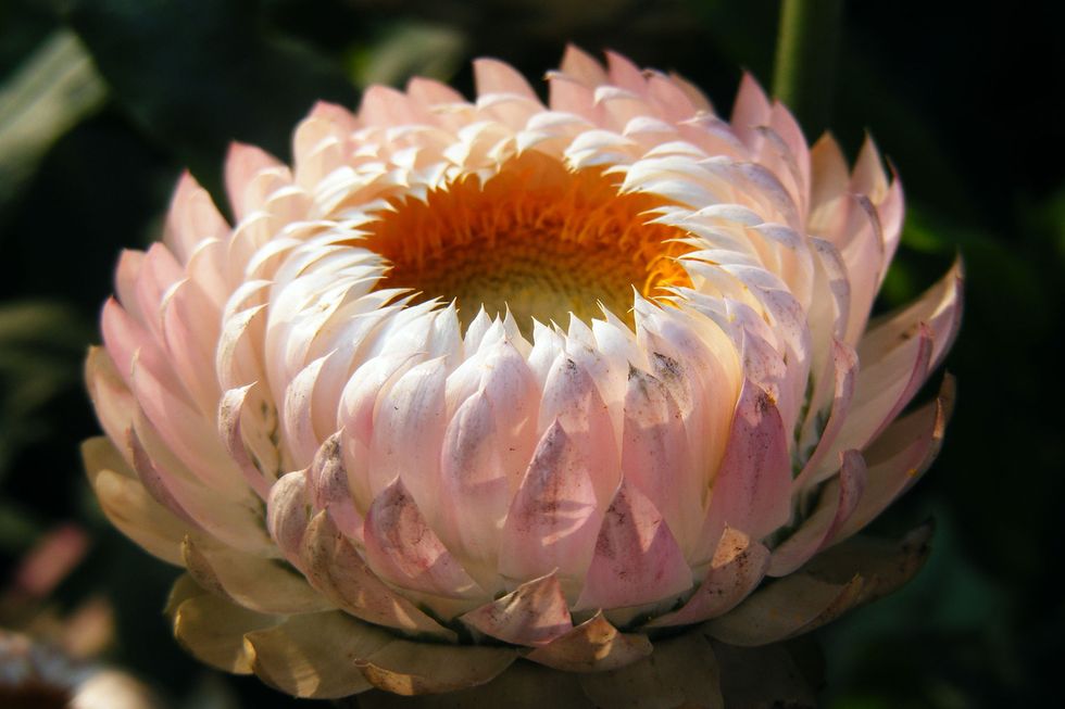 Vårens läckra frönyheter – 13 favoritblommor