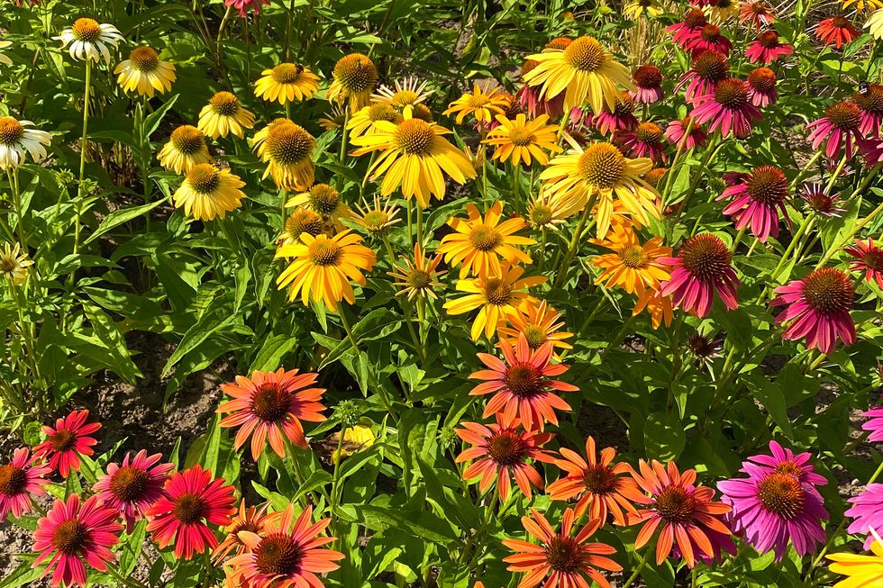 Vårens läckra frönyheter – 13 favoritblommor