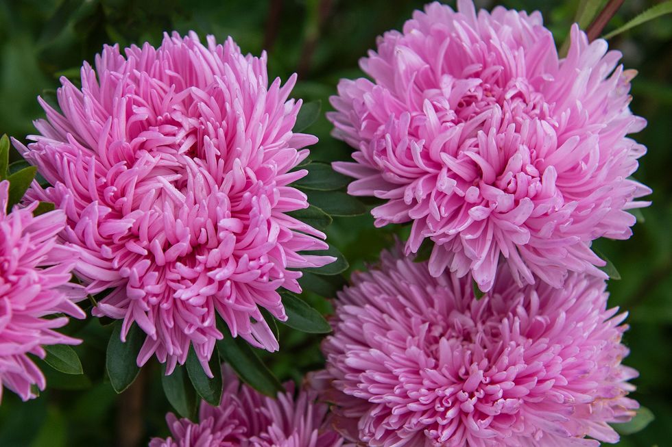 Vårens läckra frönyheter – 13 favoritblommor