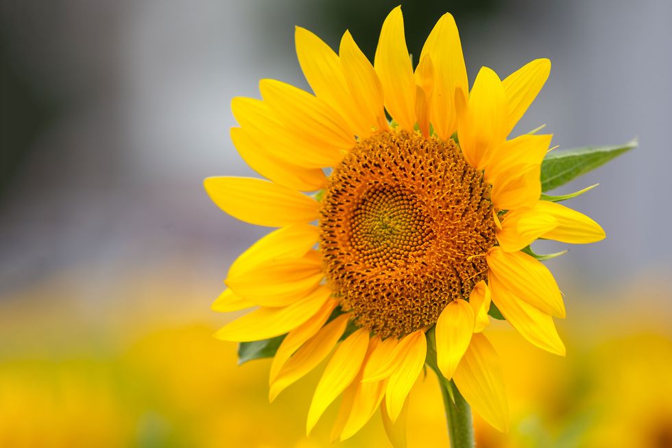 Vårens läckra frönyheter – 13 favoritblommor