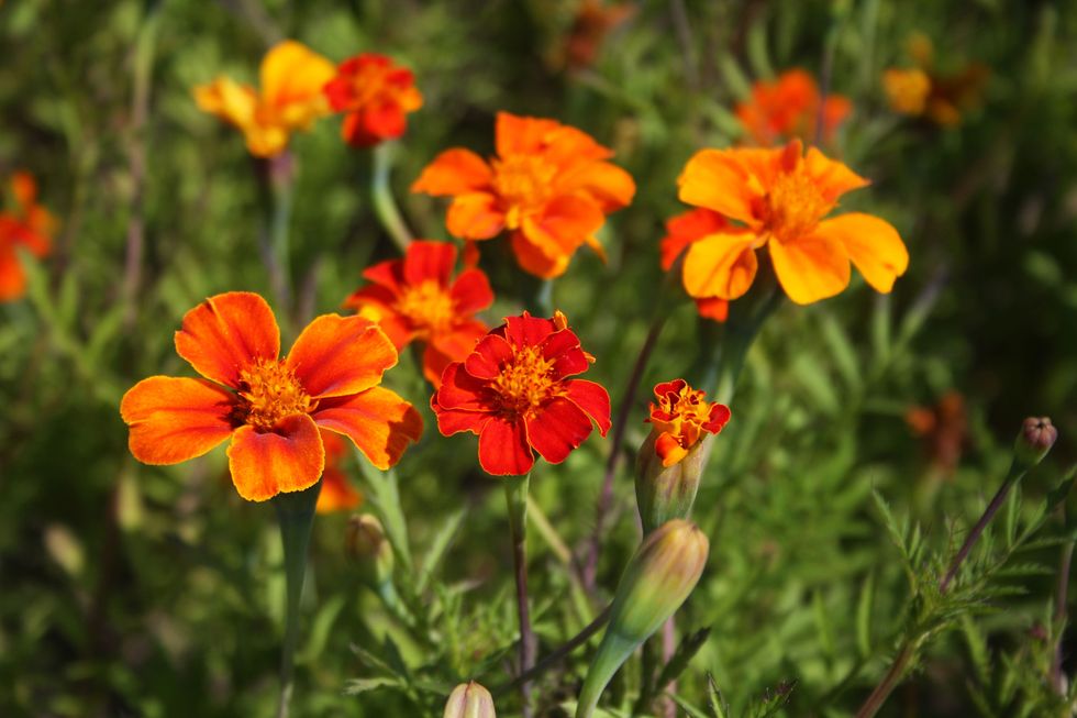 Vårens läckra frönyheter – 13 favoritblommor