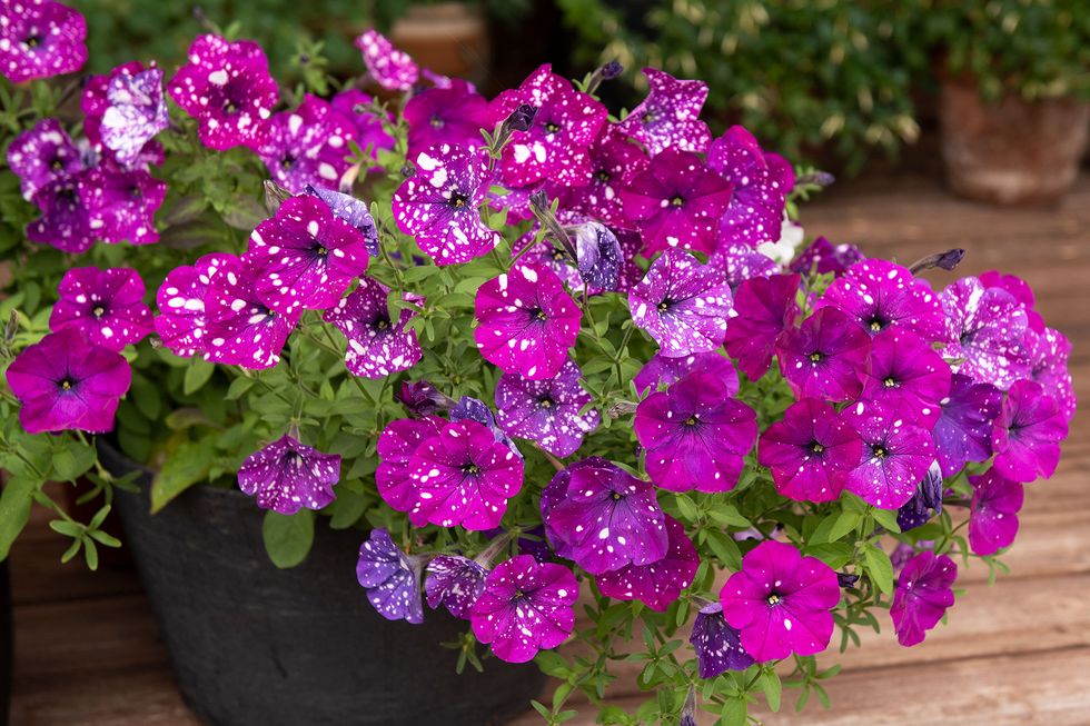 Vårens läckra frönyheter – 13 favoritblommor