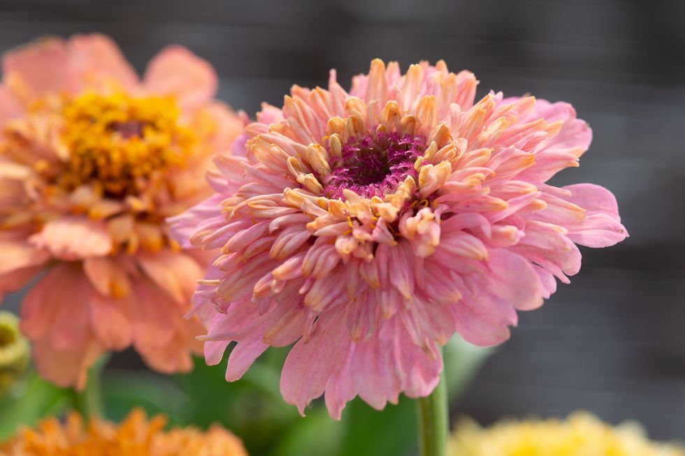 Vårens läckra frönyheter – 13 favoritblommor