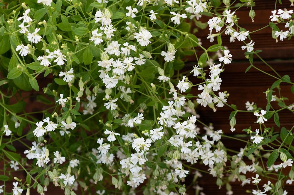 Vårens läckra frönyheter – 13 favoritblommor