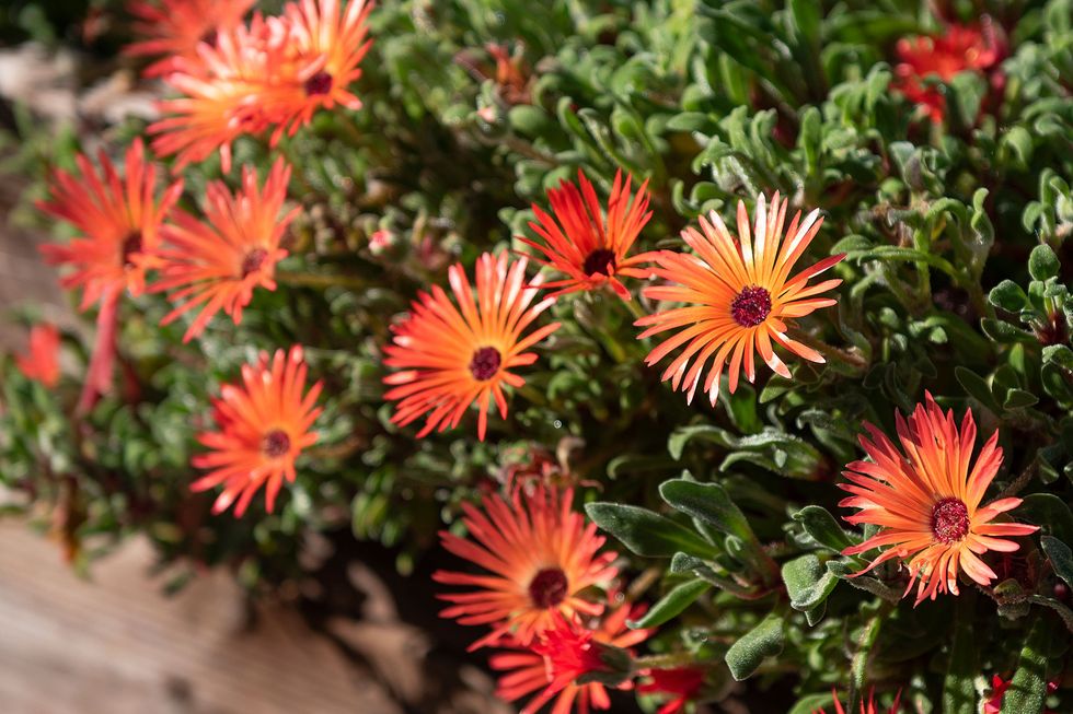 Vårens läckra frönyheter – 13 favoritblommor