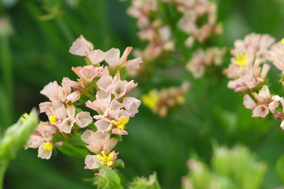 Vårens läckra frönyheter – 13 favoritblommor