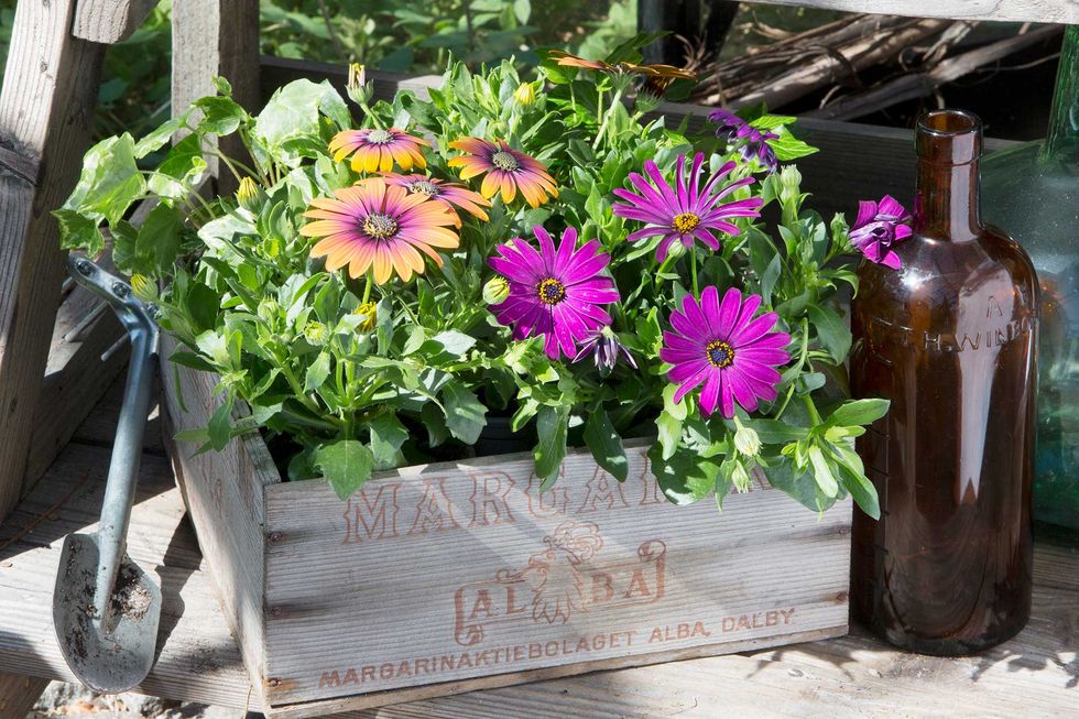 Låt våren blomma i loppisfynden