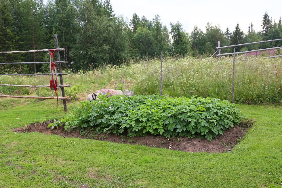 Odla egen potatis – så lyckas du!