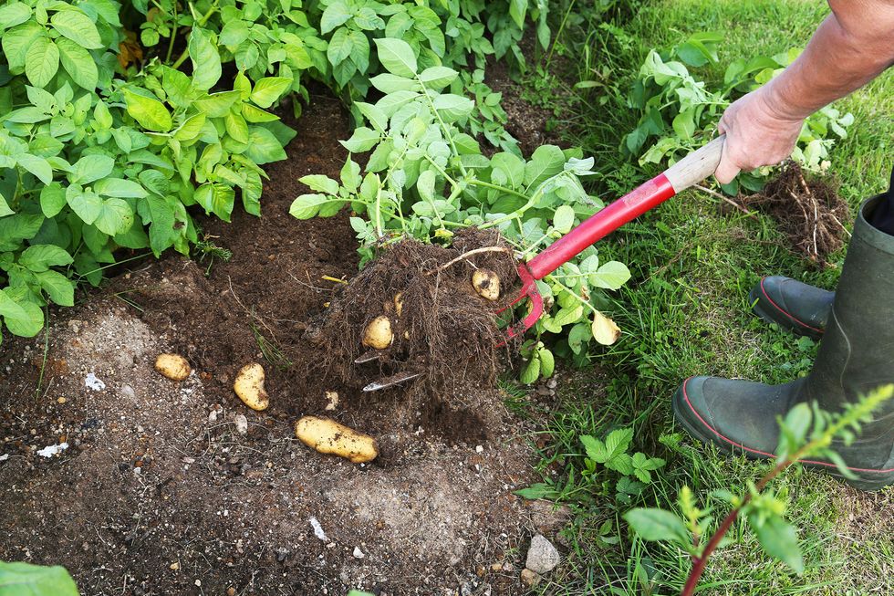 Odla egen potatis – så lyckas du!