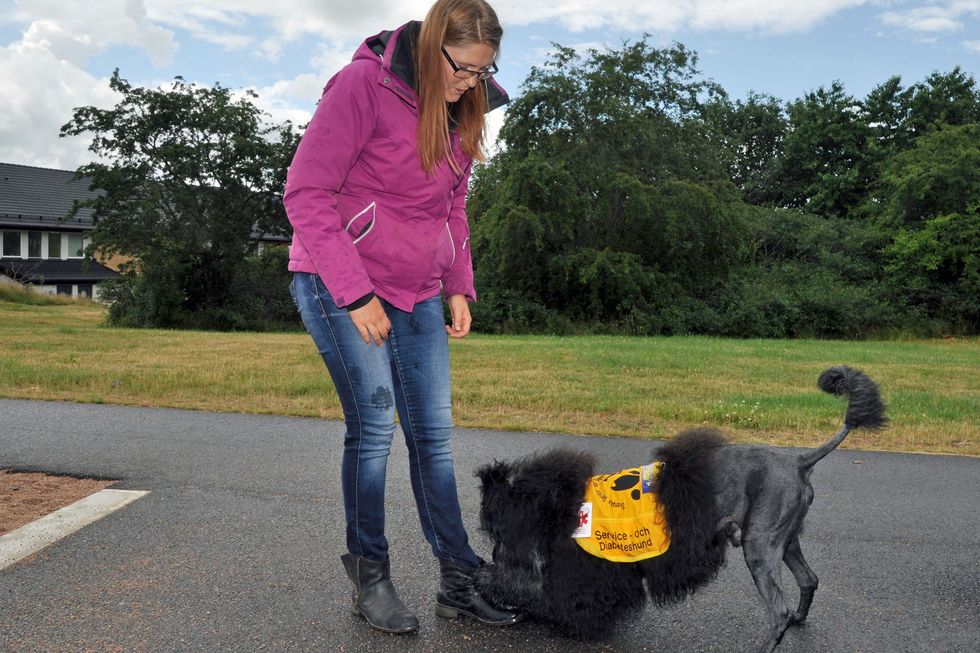 Hunden Diezel håller koll på Emelies diabetes: