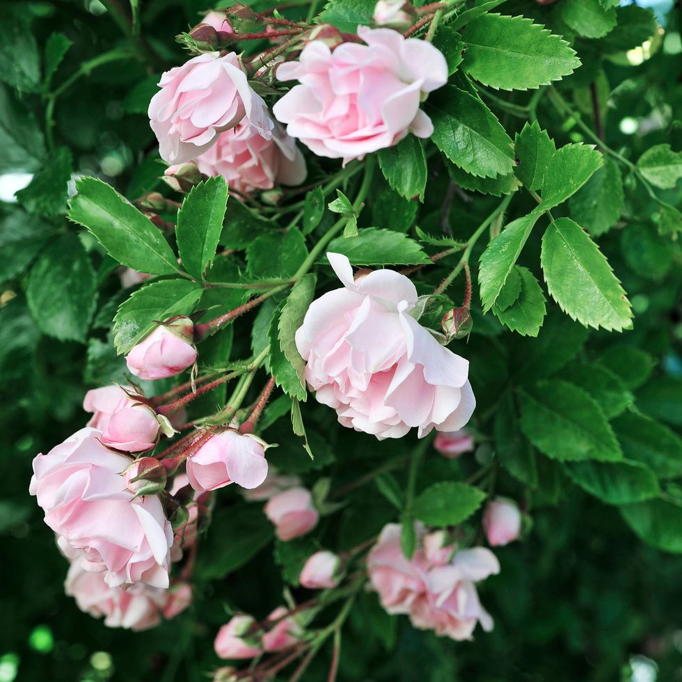 Camillas trädgård är en romantisk blomsterdröm