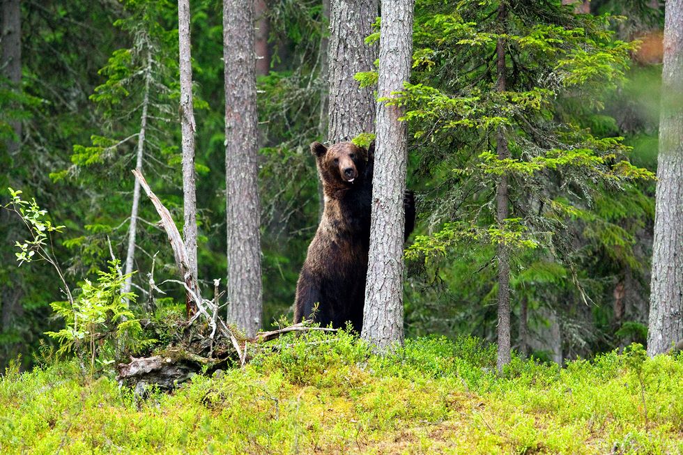 Äntligen sommar – då längtar jag till fjällen!