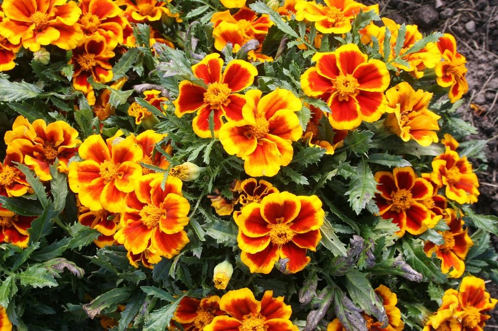 Så lyckas du med tagetes