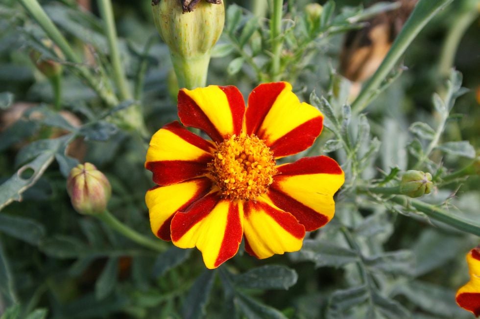 Så lyckas du med tagetes