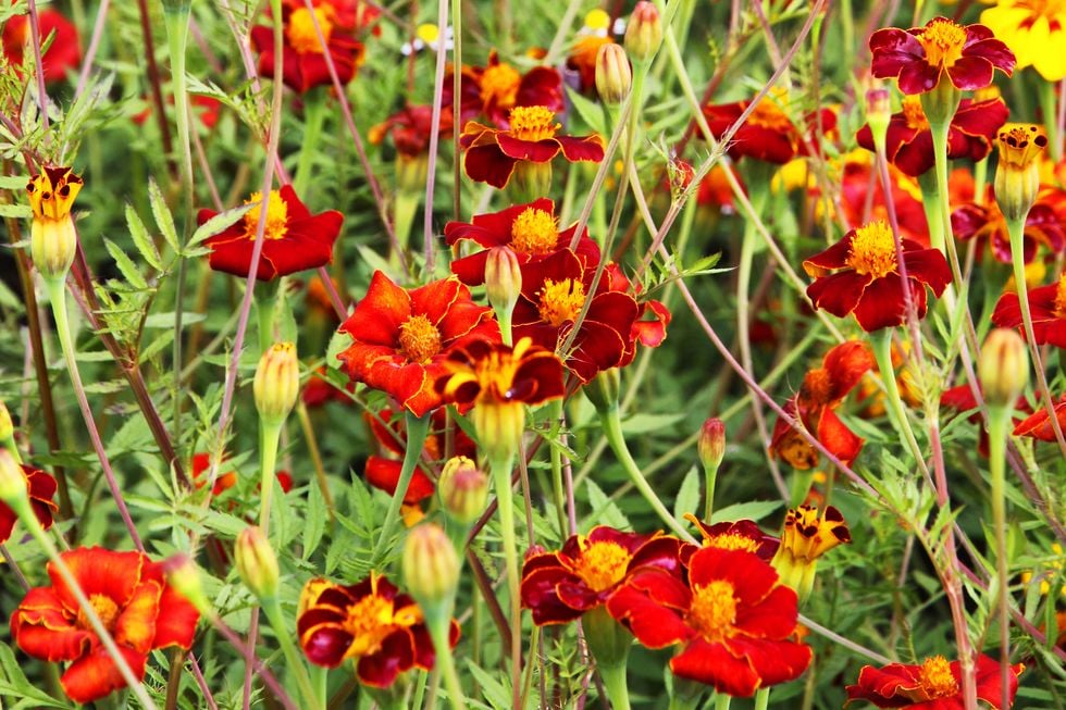 Så lyckas du med tagetes