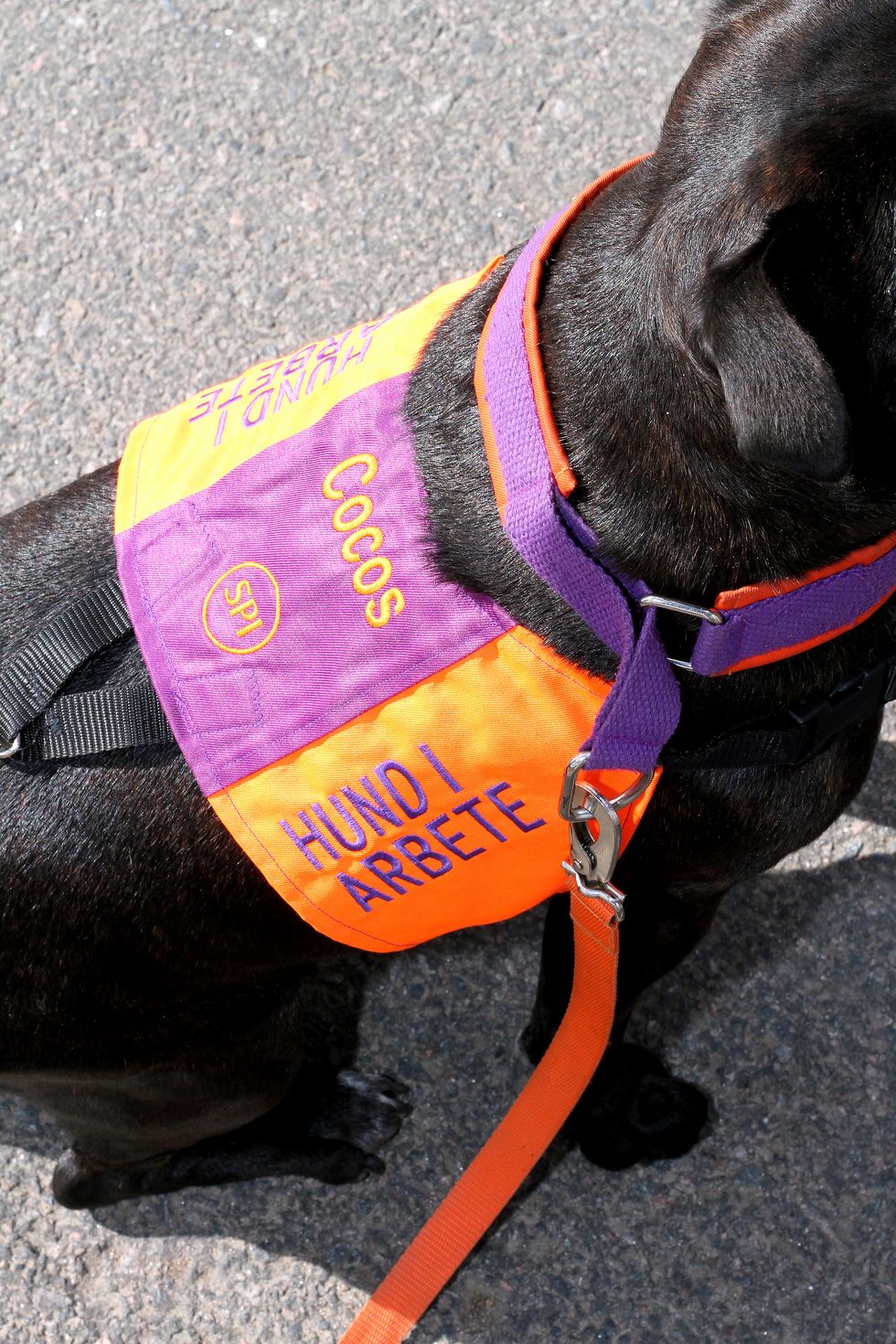 Hunden Cocos fick 15-åriga Wilgot att gå till skolan: