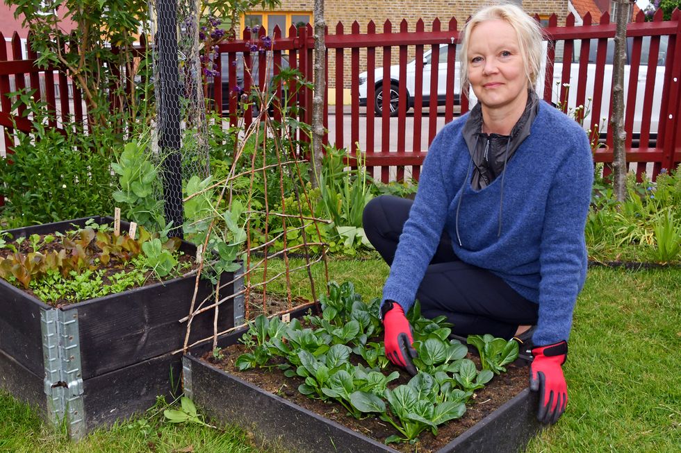 Istället för kolonilott: Maria odlar grönsaker i grannens trädgård