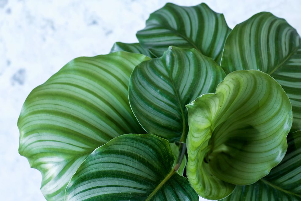 Krukväxter med vackra blad – 8 gröna favoriter