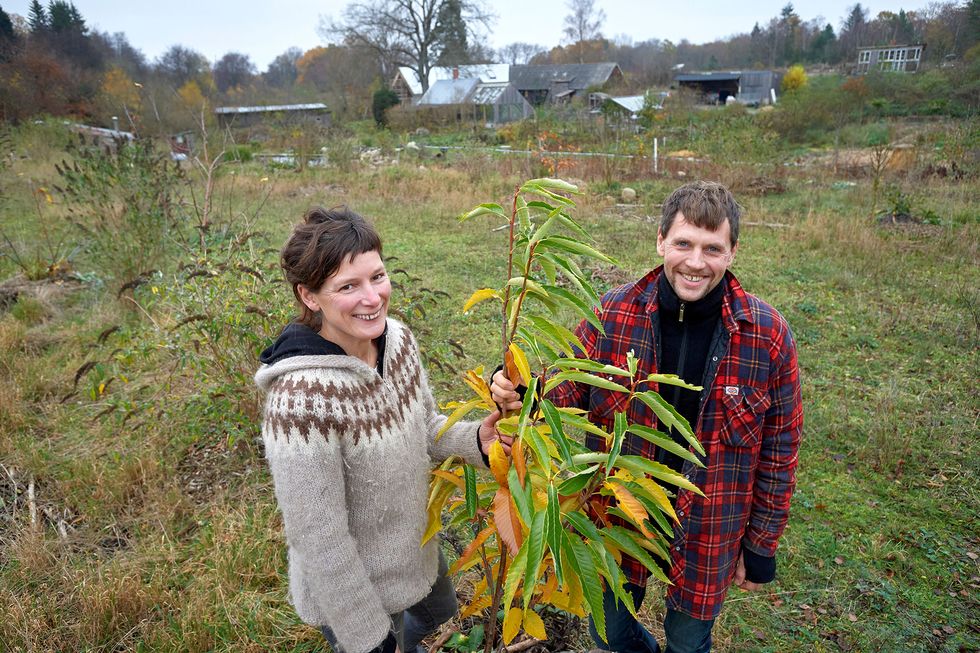 Jona och Etta har planterat 400 nötträd: 