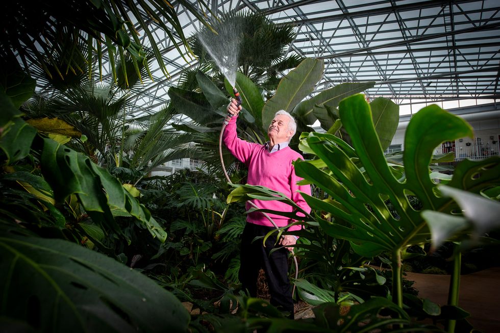 Dennolf får vinterträdgården i Varberg att blomstra: ”Besökare tror nästan inte att det är sant”