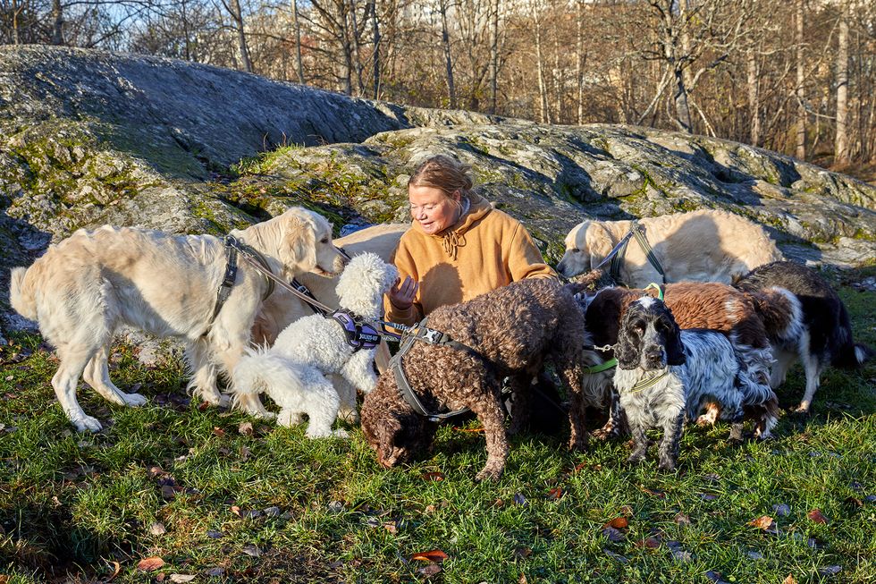 Pernilla är professionell hundjoggare: ”Hundarna blev min läkning efter en destruktiv relation”
