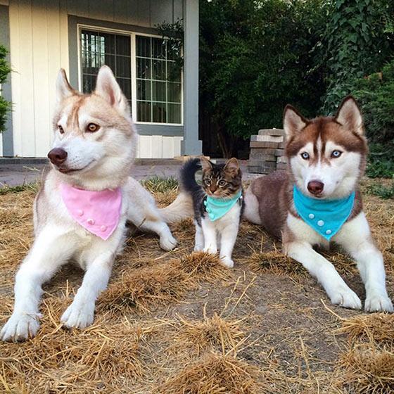 Katten Rosie tror att hon är en (något större) husky